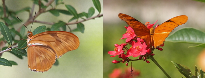 [Two photos spliced together. On the left the butterfly is perched on a leafy branch with its wings held together over its back. This side view shows the undersides of the wings as light brown with two strips of dark brown and one section of white. The head is orange-brown and underbody is white. It has two long black antennas sticking upward. The photo on the right is a top down view of a butterfly perched on pink flowers. The wings and body are an orange-brown. There is a section of dark brown at the upper edges of the wings. A whitish stripe extends from the body to the outer edge of the right wing.]